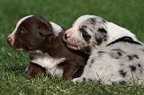 BORDER COLLIE 1061